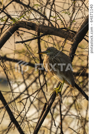 heron, bird, fishing 64871140