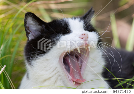 Sleepy meow 64871450