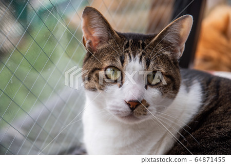 一隻貓盯著你 64871455