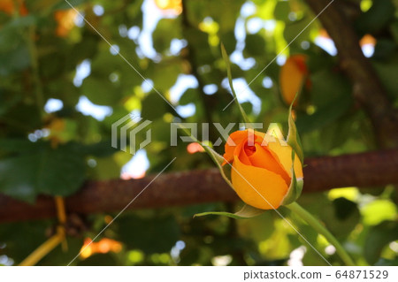 川原玫瑰花園 64871529