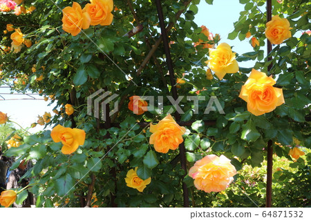 Kawarakan rose garden Kawarakan rose garden 64871532