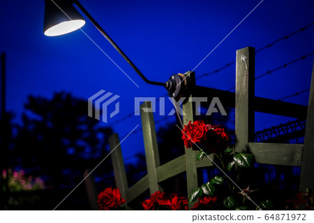 一朵玫瑰盛開在夜空中 一朵玫瑰盛開在夜空中 64871972