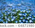 Nemophila in full bloom and blue sky 64871980