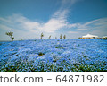 Nemophila in full bloom and blue sky 64871982