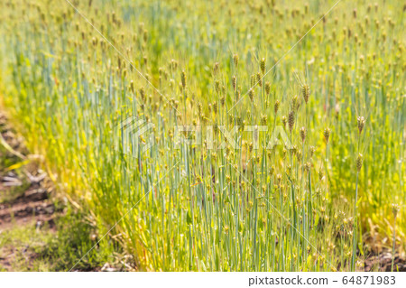 Fresh wheat growing in the field 64871983
