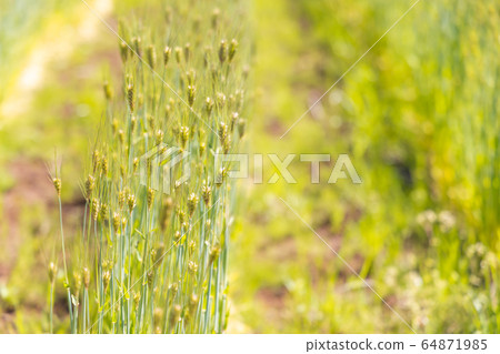 在田間生長的新鮮小麥 64871985