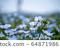 Nemophila in full bloom and blue sky 64871986