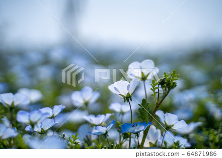 Nemophila盛開,藍藍的天空 Nemophila盛開,藍藍的天空 64871986