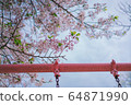 Cherry blossoms and swings and park 64871990