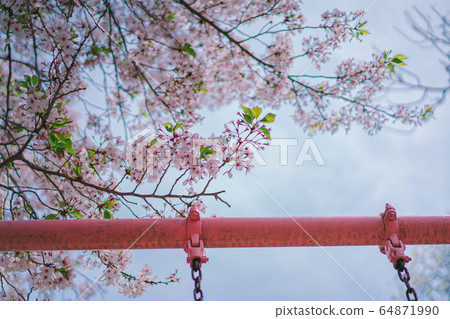 Cherry blossoms and swings and park 64871990