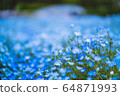 Nemophila in full bloom 64871993