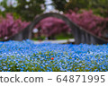 Nemophila in full bloom and a cute flower of Ichirin 64871995