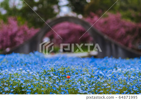 Nemophila in full bloom and a cute flower of Ichirin Nemophila in full bloom and a cute flower of Ichirin 64871995