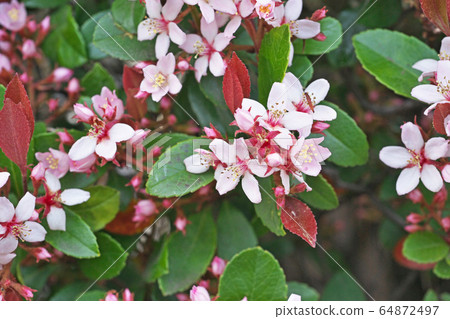 Pink Parrotfish flower 64872497