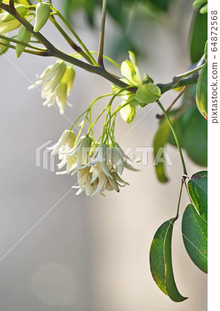 White Muven flowers 64872568