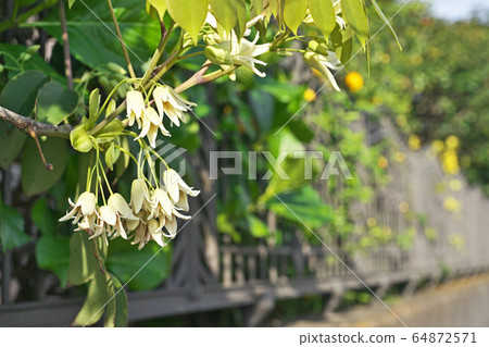 White Muven flowers White Muven flowers 64872571