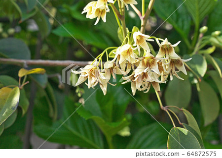 White Muven flowers 64872575