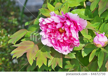 紅色按鈕花 紅色按鈕花 64872730