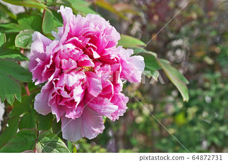 紅色按鈕花 紅色按鈕花 64872731