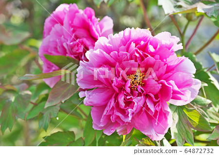 紅色按鈕花 紅色按鈕花 64872732
