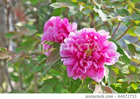 紅色按鈕花 64872733