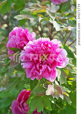 紅色按鈕花 64872734