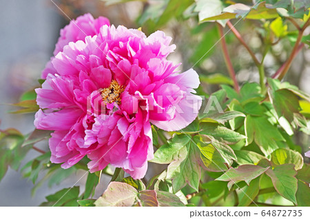 紅色按鈕花 紅色按鈕花 64872735