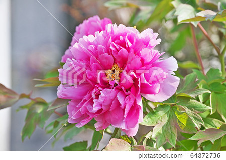 紅色按鈕花 紅色按鈕花 64872736