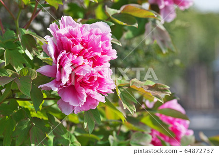Red button flower Red button flower 64872737
