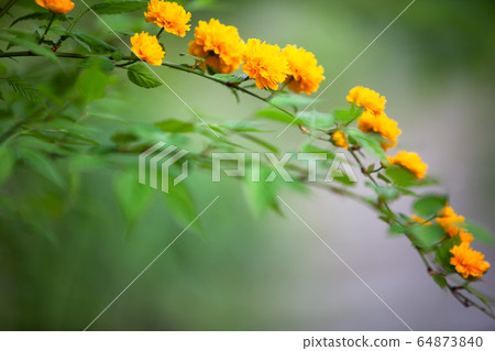 Beautiful yellow flowers 64873840