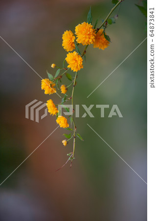 Beautiful yellow flowers 64873841