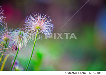 Korean wild flowers 64873845