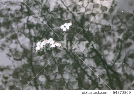 Kyoto Kyoto 64873869