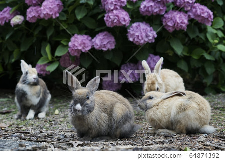 Japanese black hare Japanese black hare 64874392
