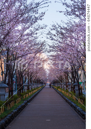 Kamakura Dan Kuzu cherry tree Kamakura Dan Kuzu cherry tree 64874447