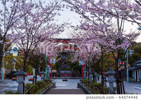 Kamakura Dan Kuzu cherry tree Kamakura Dan Kuzu cherry tree 64874448