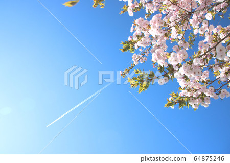 Contrails and Ichiyozakura Ujiie Station, Sakura City, Tochigi Prefecture 64875246