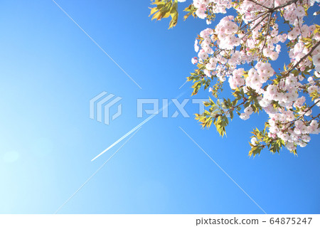 Contrails and Ichiyozakura Ujiie Station, Sakura City, Tochigi Prefecture 64875247