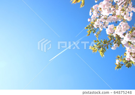 Contrails and Ichiyozakura Ujiie Station, Sakura City, Tochigi Prefecture Contrails and Ichiyozakura Ujiie Station, Sakura City, Tochigi Prefecture 64875248