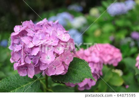 Kasakura's hydrangea Kasakura's hydrangea 64875595