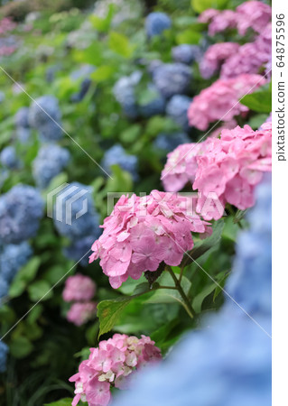 Kasakura's hydrangea Kasakura's hydrangea 64875596
