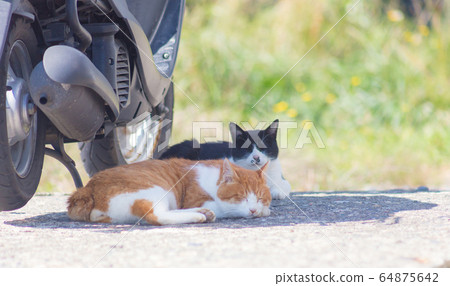 貓午睡的自行車陰影 64875642