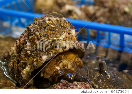 Sasae的魚市場 Sasae的魚市場 64875664