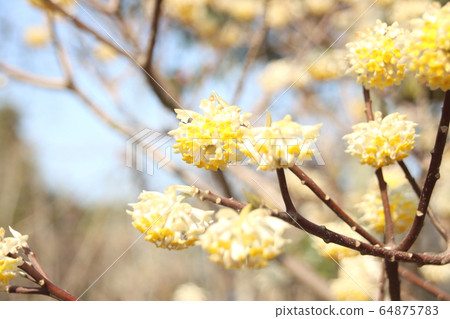 Mitsumata Moka City, Tochigi Prefecture Mitsumata Moka City, Tochigi Prefecture 64875783