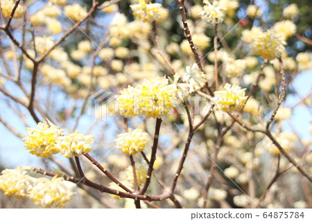 Mitsumata Moka City, Tochigi Prefecture Mitsumata Moka City, Tochigi Prefecture 64875784