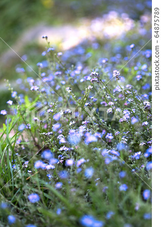 Wildflowers announcing spring blooming in the field Wildflowers announcing spring blooming in the field 64875789