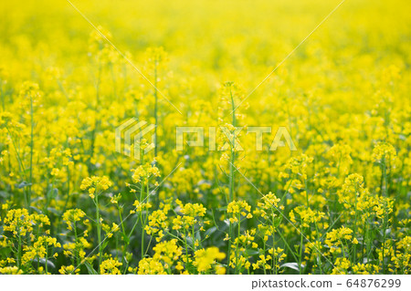 Yellow rape field in full bloom to signal spring Yellow rape field in full bloom to signal spring 64876299