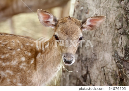 Portrait of a Fawn 64876303