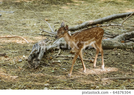Fawn in the forest 64876304