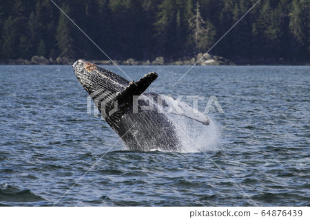 Humpback whale bleach 64876439